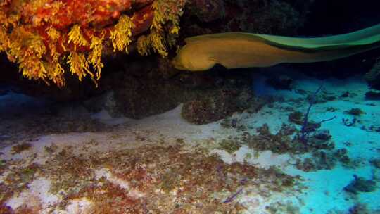 海底世界鳗鱼捕食