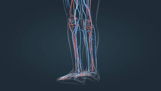 医学3D人体血管心血管循环系统三维动画