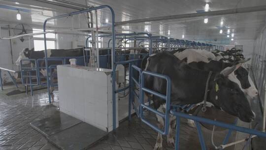 奶牛养殖LOG视频素材