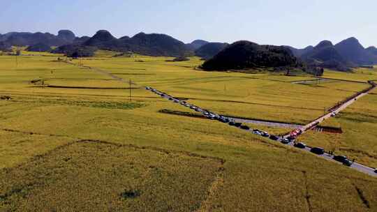 云南省曲靖市罗平县油菜花盛开金灿灿