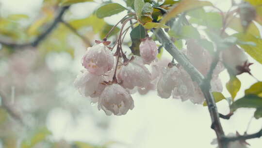 樱花4K 慢镜头 植物