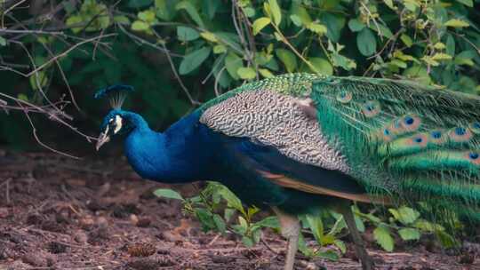 孔雀开屏求偶合集
