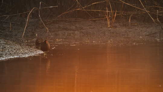 清晨凌晨五点沼泽湿地黑水鸡