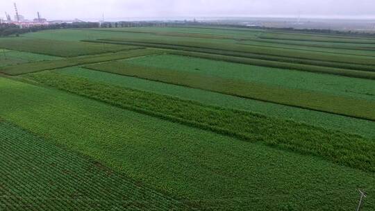 板蓝根种植基地航拍