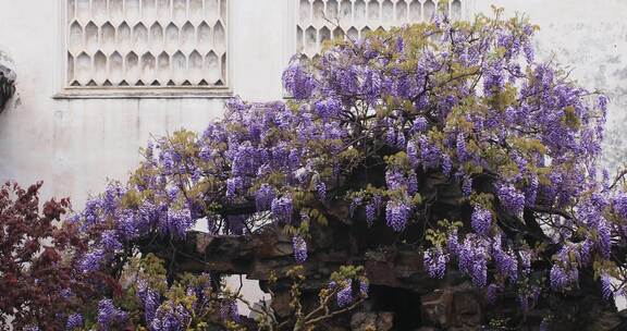 苏州网师园二百五十岁紫藤开花 紫色花海