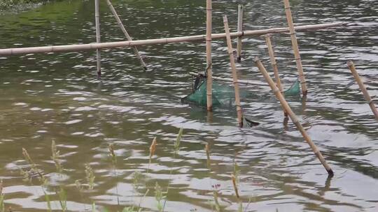 池塘湖塘特写风景养殖水产