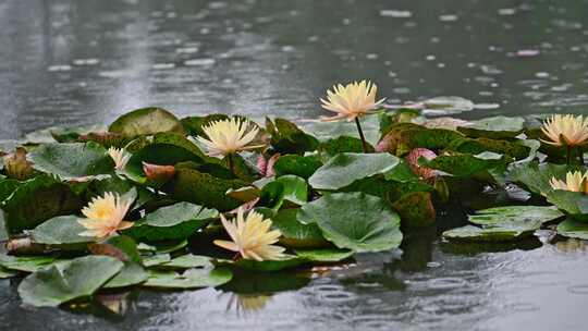 隋唐植物园雨中睡莲视频素材模板下载