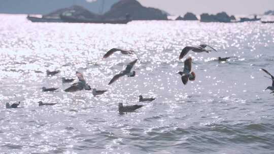 海面海浪上飞翔的海鸥