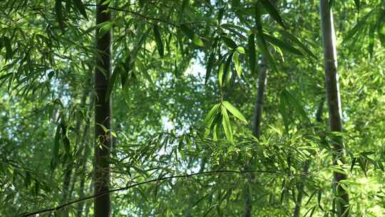 夏天竹林竹子竹园竹韵竹叶