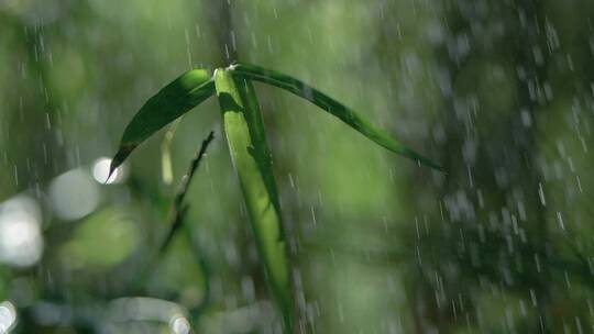 森林树林下太阳雨，唯美竹林雨景视频素材