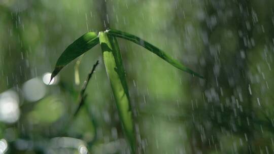 森林树林下太阳雨，唯美竹林雨景视频素材视频素材模板下载