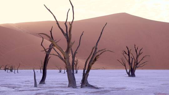 沙漠中的枯树视频素材模板下载