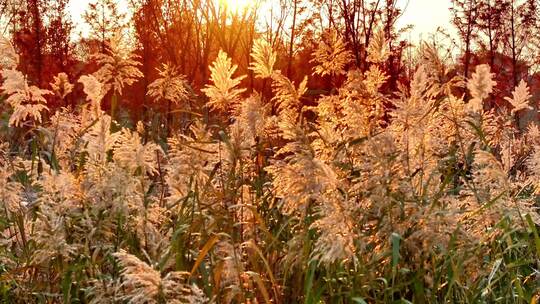 航拍夕阳落日芦苇荡红杉树林湖边