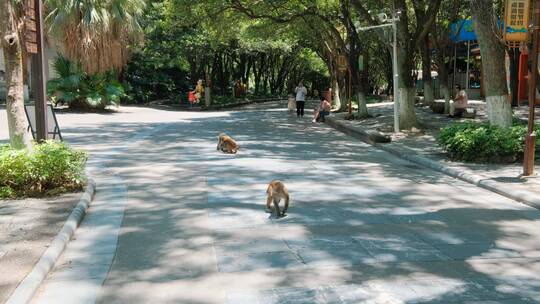 桂林七星公园道路上野生的猴子