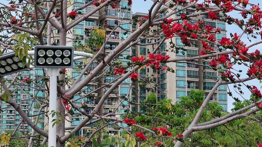盛开的木棉花特写