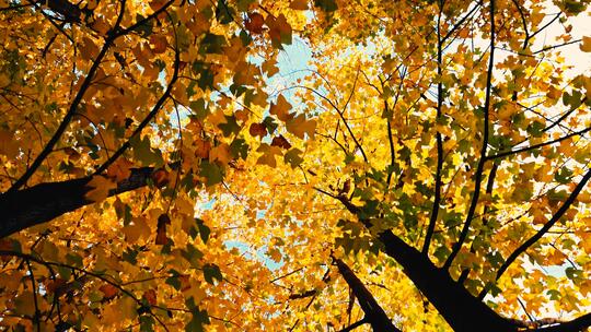 秋天金黄色的落叶随风飞舞