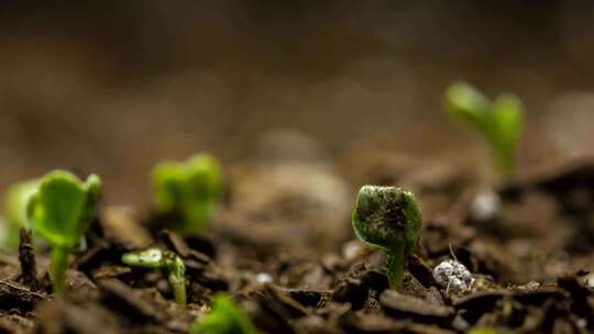 小草发芽 破土而出