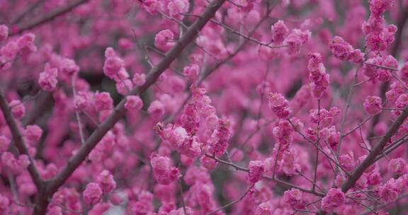 盛开的梅花花朵生机勃勃