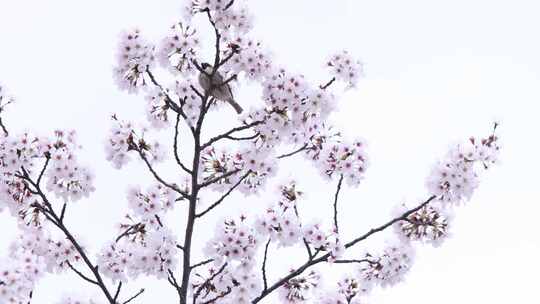 春天来临樱花盛开麻雀立在樱花树枝头