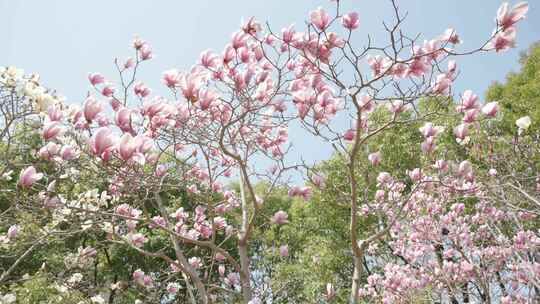 玉兰花花朵春天春暖花开空镜