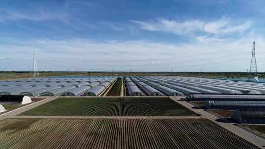 航拍三农业水果蔬菜种植基地温室育秧苗大棚