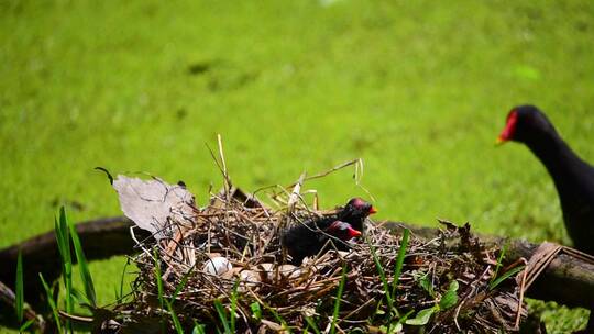 实拍超高清野生动物黑水鸡繁殖孵化