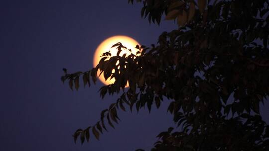 树枝掩映中的一轮明月