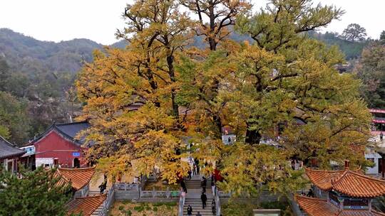 航拍平顶山文殊寺银杏