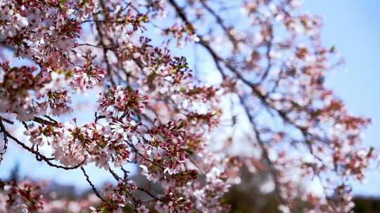 春天樱花粉色樱花盛开
