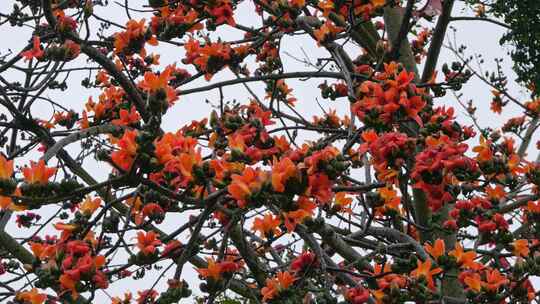 盛开的木棉花特写