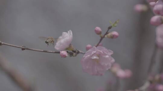 蜜蜂桃花采蜜慢镜头升格LOG视频素材模板下载