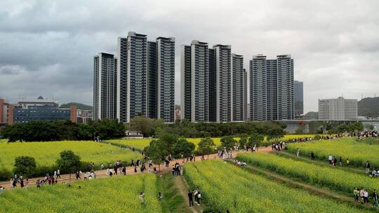 油菜花地高铁航拍