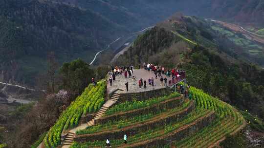 安徽黄山石潭油菜花