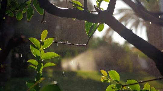 雨水打湿树叶，落雨视频素材模板下载