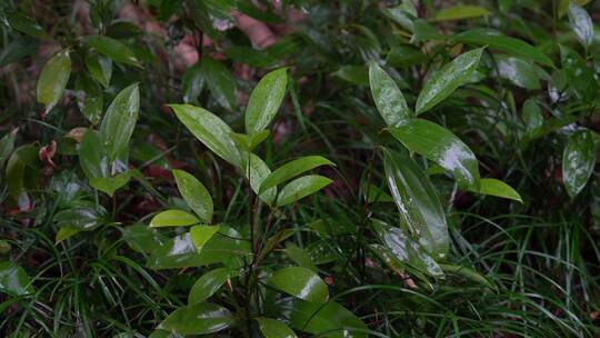 4K唯美雨景-森林景观雨滴落在植物叶片空镜