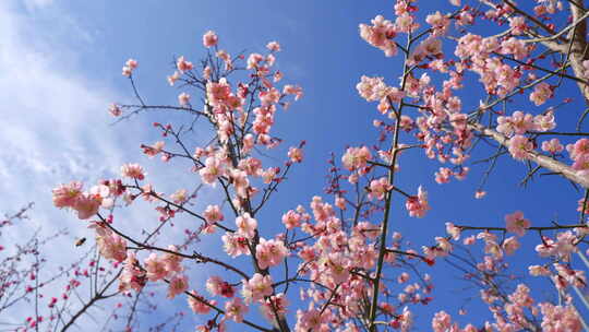 春天花朵 梅花 樱花 蓝天 蜜蜂 春天