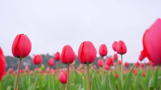 带水珠的红色郁金香花田