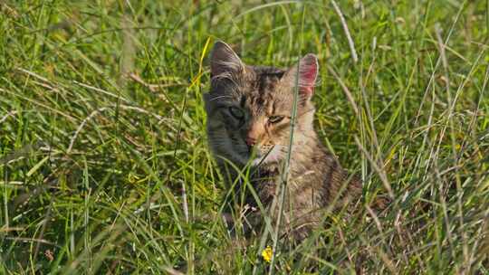 猫、草、草地