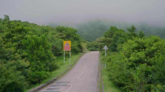 香港大帽山郊野公园，雾天云雾流动