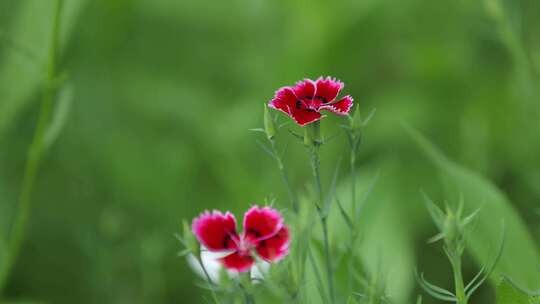 花卉素材合集，春暖花开