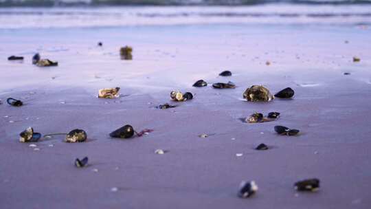 海滩上的贝壳视频素材模板下载
