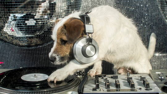 小狗戴着耳机玩唱片