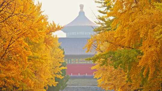 秋天北京天坛银杏