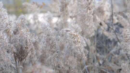 芦苇 禾本科 花 干芦苇 被子植物 芦苇毛