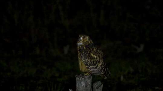 黑夜精灵黄脚渔鸮、猫头鹰