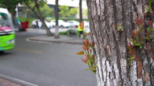 重庆西南大学校园风光景观