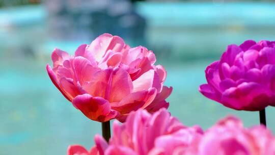 冬天或春天郁金香田里美丽的郁金香花