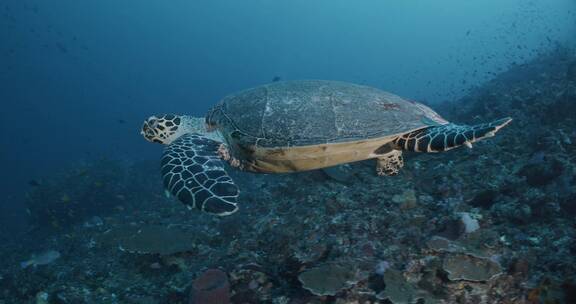 在深海里游泳的海龟特写