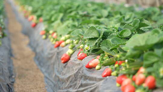 农民田间劳动种植蔬菜蔬菜大棚里的蔬菜草莓