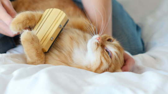 女人梳理打瞌睡的猫的毛皮。姜黄色的猫躺在